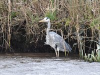 Ardea cinerea 159, Blauwe reiger, Saxifraga-Luuk Vermeer