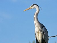 Ardea cinerea 166, Blauwe reiger, Saxifraga-Tom Heijnen