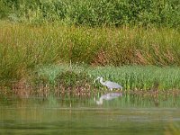 Ardea cinerea 171, Blauwe reiger, Saxifraga-Tom Heijnen