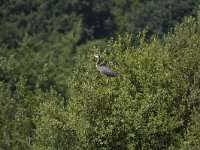 Ardea purpurea 42, Purperreiger, Saxifraga-Jan Nijendijk