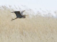 Ardea purpurea 47, Purperreiger, Saxifraga-Tom Heijnen