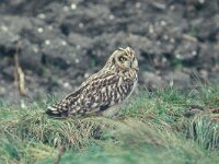 Asio flammeus 30, Velduil, Saxifraga-Piet Munsterman