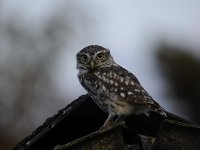 Athene noctua 102, Steenuil, Saxifraga-Luuk Vermeer