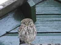 Athene noctua 106, Steenuil, Saxifraga-Luuk Vermeer