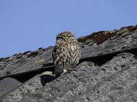 Athene noctua 112, Steenuil, Saxifraga-Luuk Vermeer