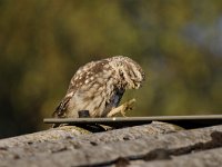 Athene noctua 121, Steenuil, Saxifraga-Luuk Vermeer