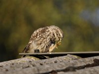 Athene noctua 122, Steenuil, Saxifraga-Luuk Vermeer