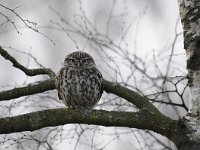 Athene noctua 126, Steenuil, Saxifraga-Luuk Vermeer