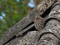 Athene noctua 129, Steenuil, Saxifraga-Hans Dekker