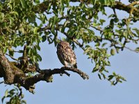 Athene noctua 53, Steenuil, Saxifraga-Luuk Vermeer