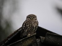 Athene noctua 62, Steenuil, Saxifraga-Luuk Vermeer