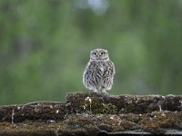 Athene noctua 69, Steenuil, Saxifraga-Luuk Vermeer