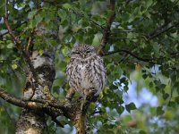 Athene noctua 71, Steenuil, Saxifraga-Luuk Vermeer