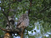 Athene noctua 73, Steenuil, Saxifraga-Luuk Vermeer