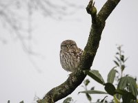 Athene noctua 76, Steenuil, Saxifraga-Luuk Vermeer