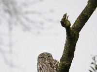 Athene noctua 78, Steenuil, Saxifraga-Luuk Vermeer