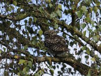 Athene noctua 83, Steenuil, Saxifraga-Luuk Vermeer