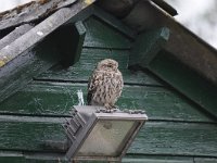 Athene noctua 87, Steenuil, Saxifraga-Luuk Vermeer