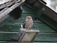 Athene noctua 88, Steenuil, Saxifraga-Luuk Vermeer