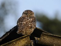 Athene noctua 92, Steenuil, Saxifraga-Luuk Vermeer