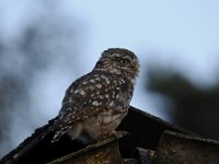 Athene noctua 93, Steenuil, Saxifraga-Luuk Vermeer