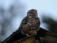 Athene noctua 94, Steenuil, Saxifraga-Luuk Vermeer