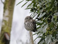 Athene noctua 98, Steenuil, Saxifraga-Luuk Vermeer