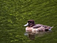 Aythya fuligula 73, Kuifeend, Saxifraga-Bart Vastenhouw