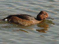 Aythya nyroca, Ferruginous Duck
