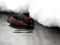 Aythya nyroca 14, Witoogeend, Saxifraga-Bart Vastenhouw