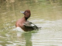 Aythya nyroca 16, Witoogeend, adult, male, Saxifraga-Theo Verstrael