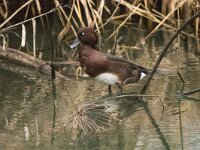 Aythya nyroca 20, Witoogeend, adult, male, Saxifraga-Theo Verstrael