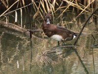 Aythya nyroca 21, Witoogeend, adult, male, Saxifraga-Theo Verstrael