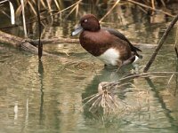 Aythya nyroca 22, Witoogeend, adult, male, Saxifraga-Theo Verstrael