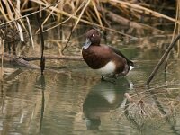 Aythya nyroca 23, Witoogeend, adult, male, Saxifraga-Theo Verstrael