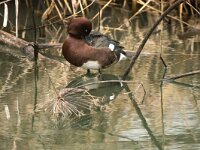 Aythya nyroca 25, Witoogeend, adult, male, Saxifraga-Theo Verstrael
