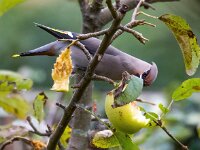 Bombycilla garrulus 101, Pestvogel, Saxifraga-Bart Vastenhouw