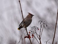 Bombycilla garrulus 42, Pestvogel, Saxifraga-Luuk Vermeer