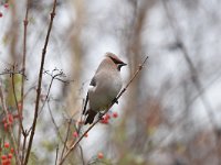 Bombycilla garrulus 43, Pestvogel, Saxifraga-Luuk Vermeer