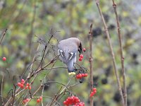 Bombycilla garrulus 46, Pestvogel, Saxifraga-Luuk Vermeer