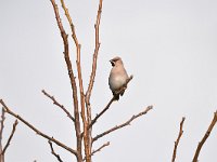 Bombycilla garrulus 60, Pestvogel, Saxifraga-Luuk Vermeer