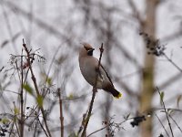 Bombycilla garrulus 63, Pestvogel, Saxifraga-Luuk Vermeer