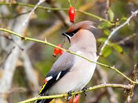 Bombycilla garrulus 71, Pestvogel, Saxifraga-Bart Vastenhouw