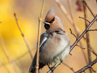 Bombycilla garrulus 80, Pestvogel, Saxifraga-Bart Vastenhouw