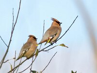 Bombycilla garrulus 82, Pestvogel, Saxifraga-Bart Vastenhouw