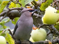 Bombycilla garrulus 85, Pestvogel, Saxifraga-Bart Vastenhouw