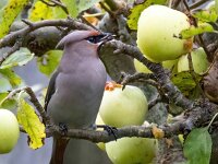 Bombycilla garrulus 88, Pestvogel, Saxifraga-Bart Vastenhouw