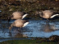 Branta bernicla 71, Rotgans, Saxifraga-Bart Vastenhouw