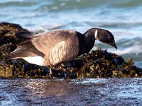 Branta bernicla 74, Rotgans, Saxifraga-Bart Vastenhouw