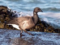 Branta bernicla 76, Rotgans, Saxifraga-Bart Vastenhouw